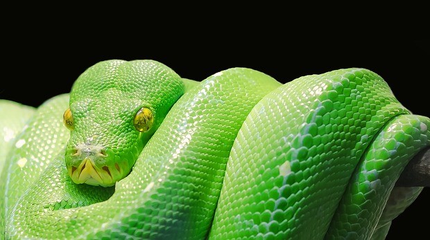 green-tree-python-543243_640
