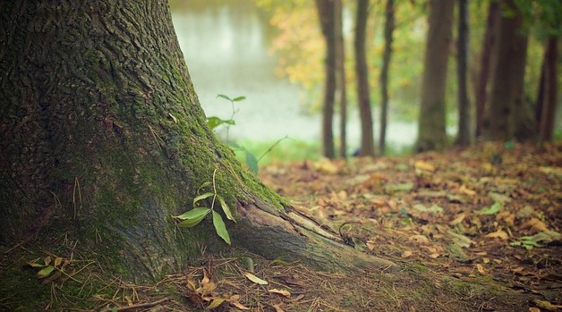 tree-trunk-569275_640