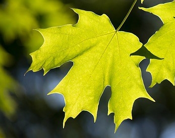 leaves-1853506_640