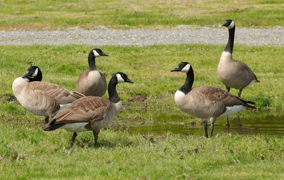 geese-649616_640