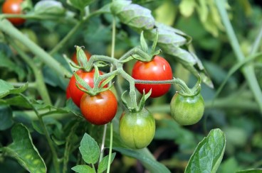 tomatoes-2669861_640
