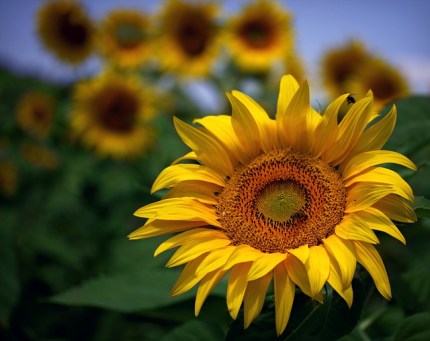 sunflower-2559262_640