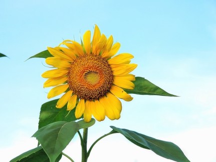sunflower-666143_640