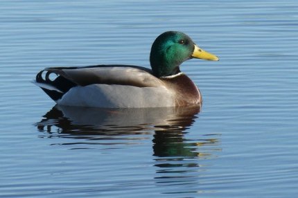 duck-3893202_640
