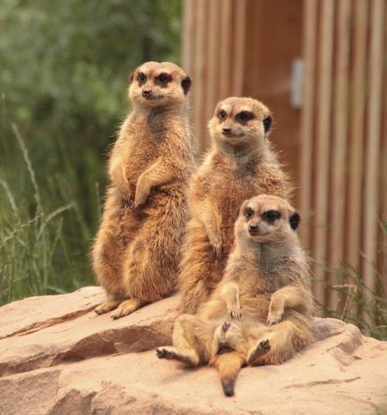 meerkat-1847835_640