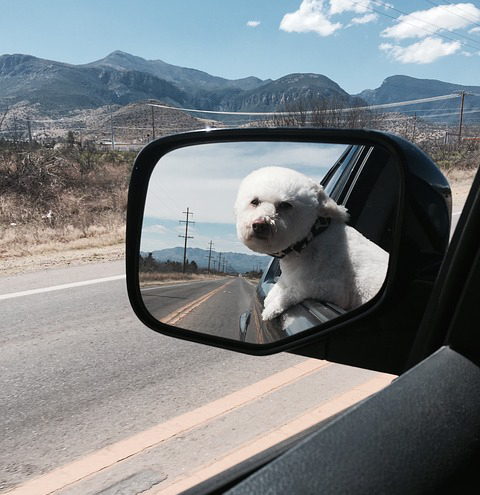 toy-poodle-1407830_640